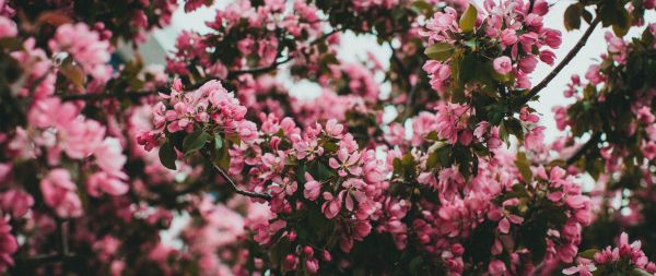 spring, flowering tree Wallpaper 2560x1080