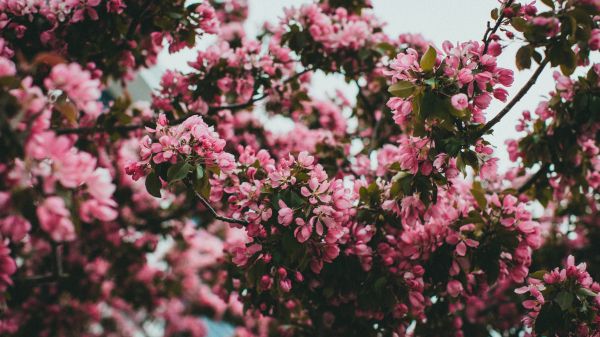 spring, flowering tree Wallpaper 3840x2160