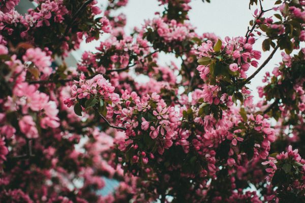 spring, flowering tree Wallpaper 6720x4480