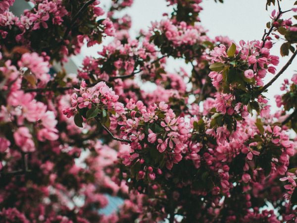spring, flowering tree Wallpaper 1024x768