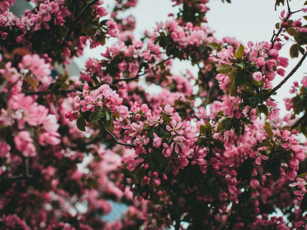 spring, flowering tree Wallpaper 800x600