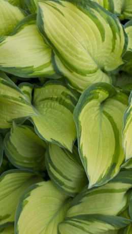 leaves, plant, green wallpaper Wallpaper 640x1136