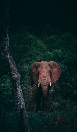 elephant, mammal, wildlife Wallpaper 600x1024