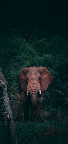 elephant, mammal, wildlife Wallpaper 1080x2280