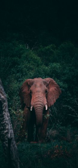 Обои 828x1792 слон, млекопитающее, дикая природа