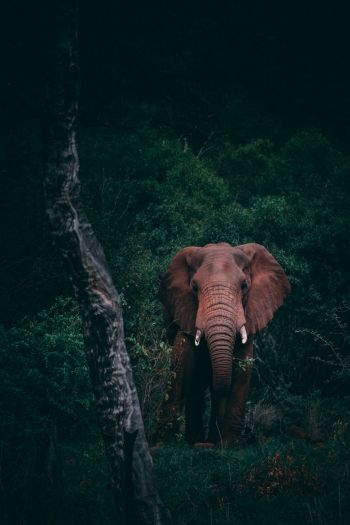 elephant, mammal, wildlife Wallpaper 640x960