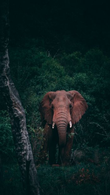elephant, mammal, wildlife Wallpaper 640x1136