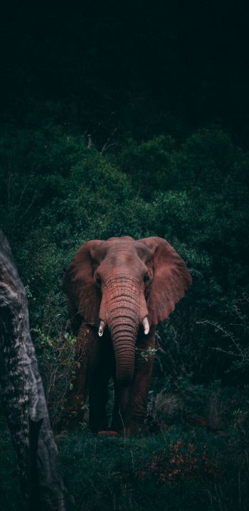 elephant, mammal, wildlife Wallpaper 1080x2220