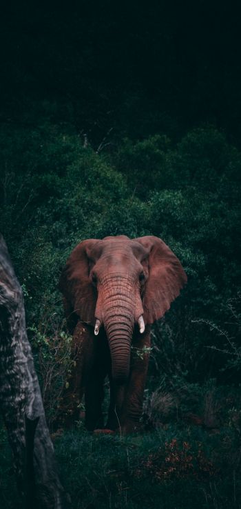 elephant, mammal, wildlife Wallpaper 1080x2280