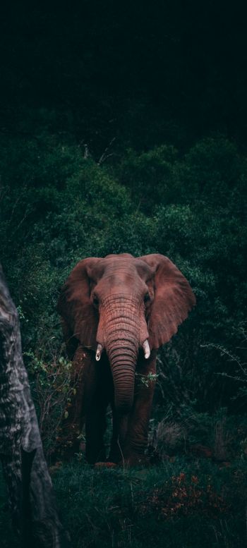 elephant, mammal, wildlife Wallpaper 1080x2400
