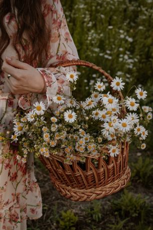 basket of daisies Wallpaper 3632x5456