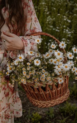 basket of daisies Wallpaper 1752x2800