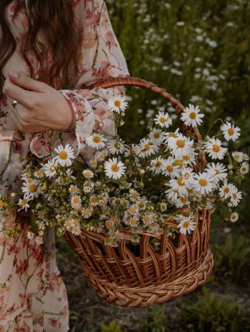 basket of daisies Wallpaper 1536x2048