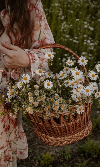 basket of daisies Wallpaper 1200x2000