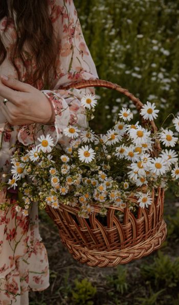 basket of daisies Wallpaper 600x1024