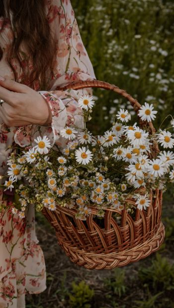 basket of daisies Wallpaper 640x1136