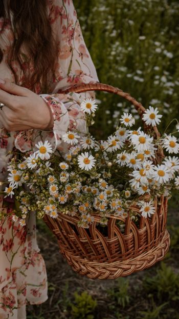 basket of daisies Wallpaper 750x1334