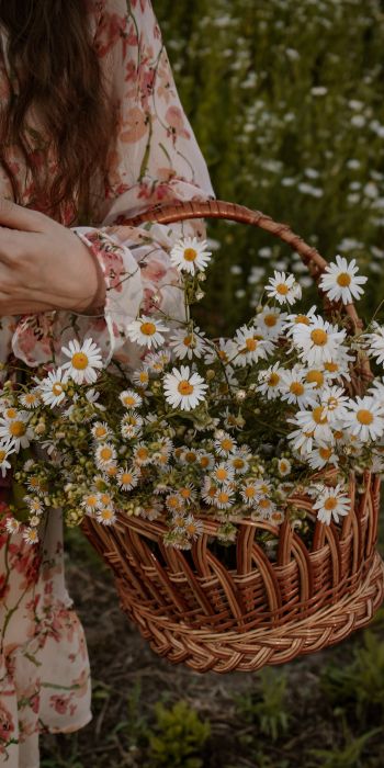 basket of daisies Wallpaper 720x1440