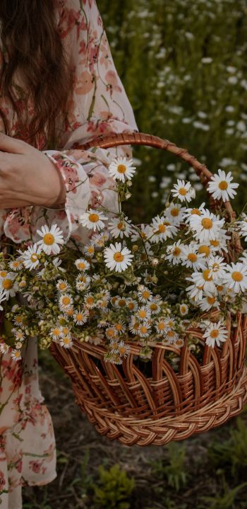 basket of daisies Wallpaper 1080x2220