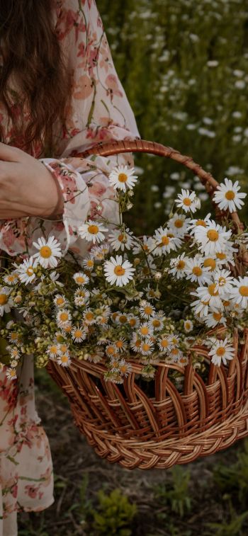 basket of daisies Wallpaper 828x1792