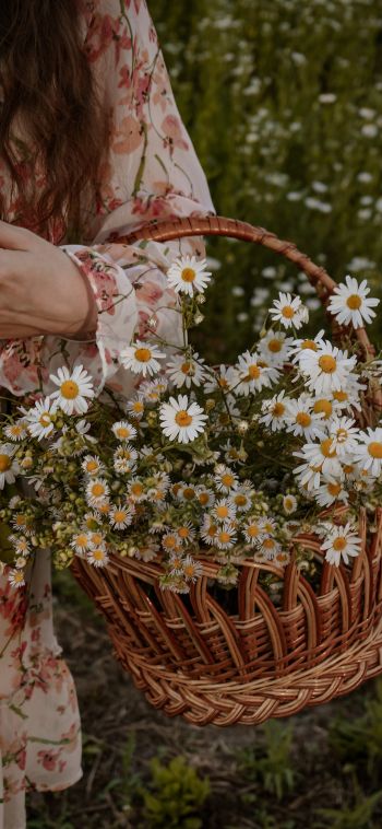 basket of daisies Wallpaper 1080x2340