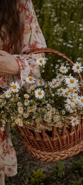 basket of daisies Wallpaper 1080x2400