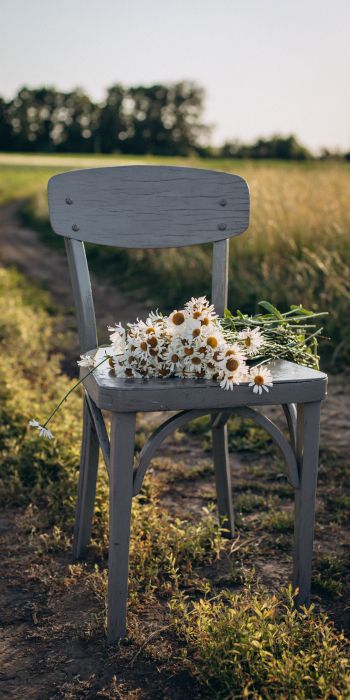 chair with daisies Wallpaper 720x1440