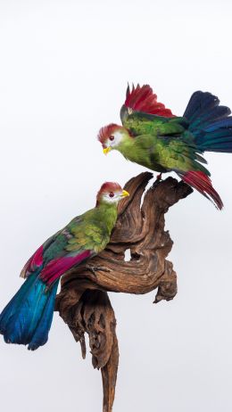 Обои 720x1280 скульптура, птицы на ветке