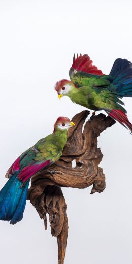 sculpture, birds on a branch Wallpaper 720x1440