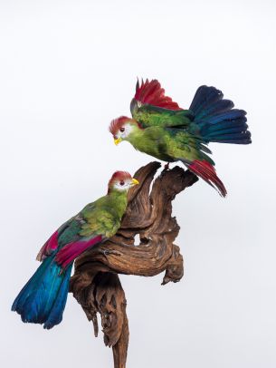 Обои 1668x2224 скульптура, птицы на ветке