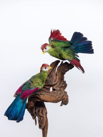 Обои 1620x2160 скульптура, птицы на ветке