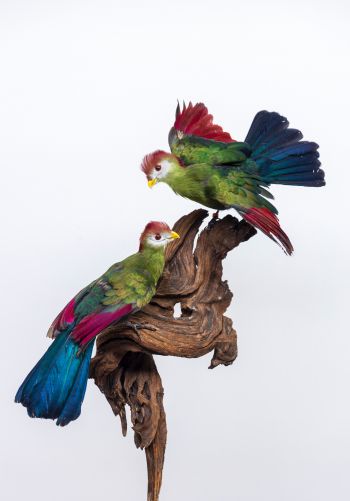 Обои 1668x2388 скульптура, птицы на ветке