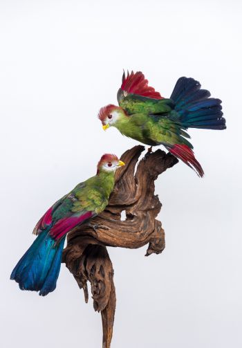 Обои 1640x2360 скульптура, птицы на ветке