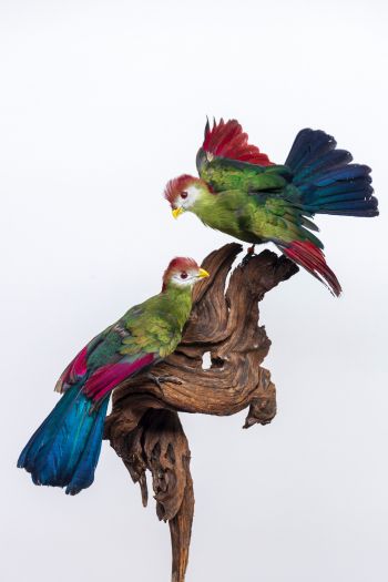 Обои 640x960 скульптура, птицы на ветке