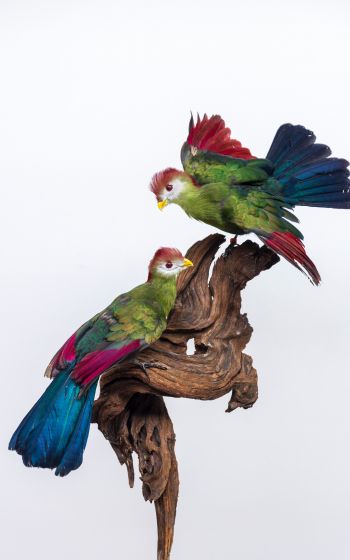 Обои 1600x2560 скульптура, птицы на ветке