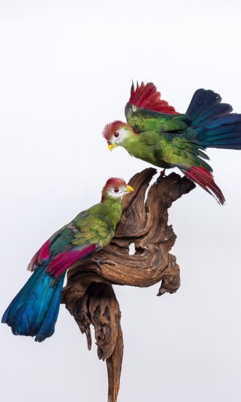 sculpture, birds on a branch Wallpaper 1200x2000