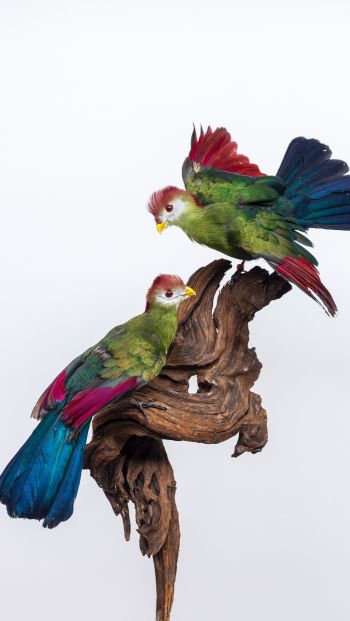 Обои 640x1136 скульптура, птицы на ветке