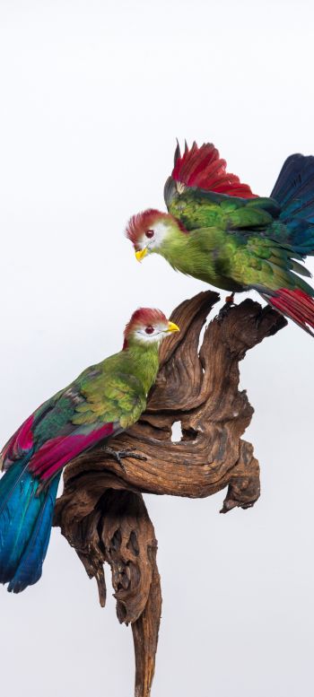 Обои 1440x3200 скульптура, птицы на ветке