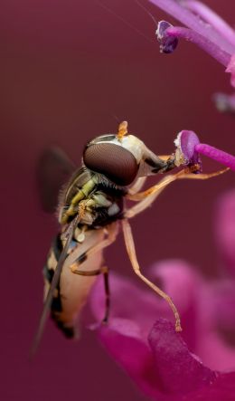 bee at the flower Wallpaper 600x1024