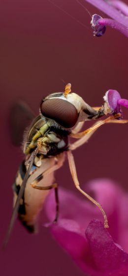 bee at the flower Wallpaper 1125x2436