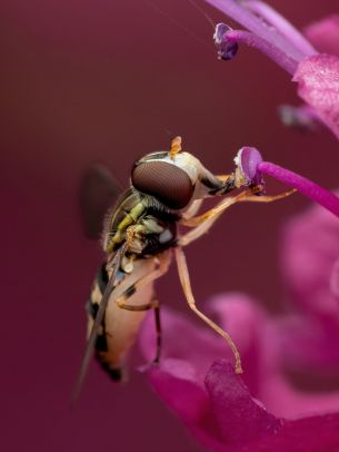 bee at the flower Wallpaper 1668x2224