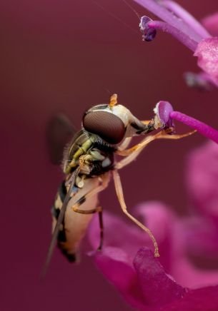 bee at the flower Wallpaper 1668x2388