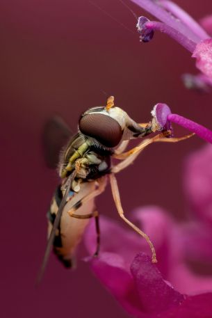 bee at the flower Wallpaper 640x960