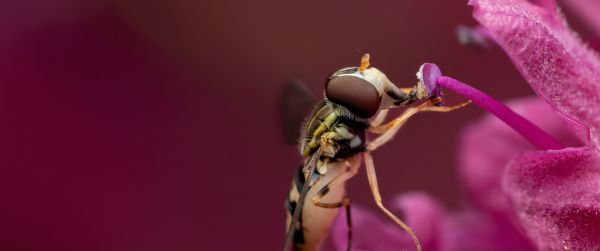 bee at the flower Wallpaper 3440x1440