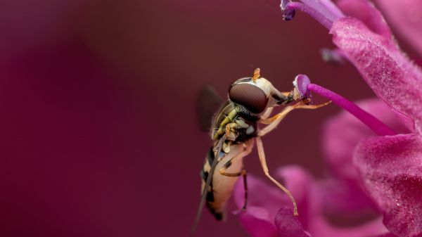 bee at the flower Wallpaper 2560x1440