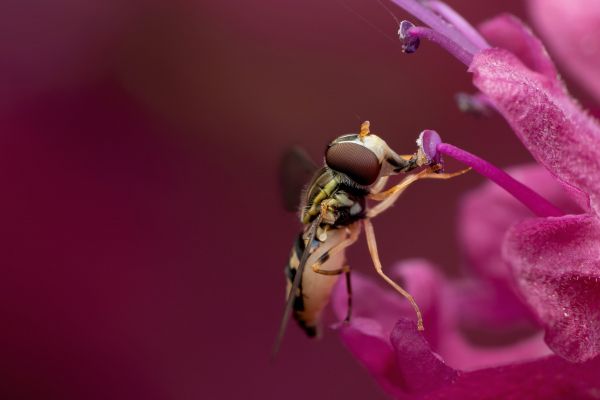 bee at the flower Wallpaper 6240x4160