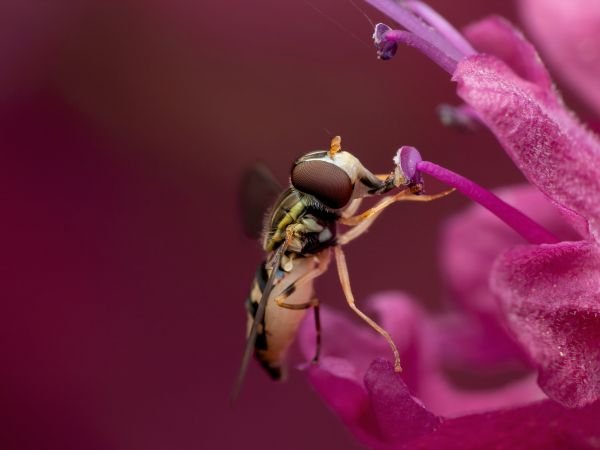 bee at the flower Wallpaper 1024x768