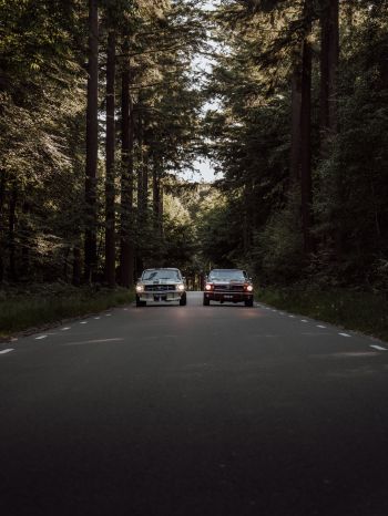 cars in the forest Wallpaper 1668x2224