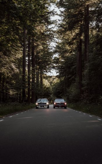cars in the forest Wallpaper 800x1280