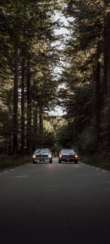 cars in the forest Wallpaper 720x1600